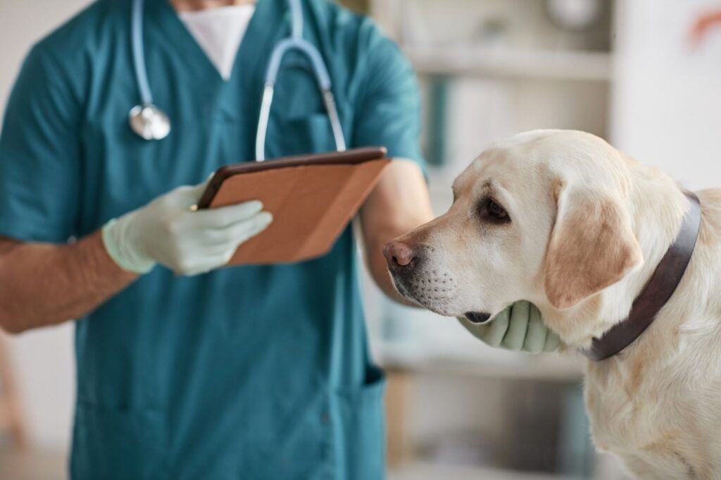 Clínicas Veterinarias en el Aljarafe