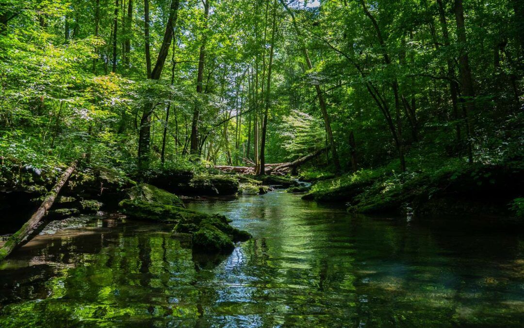 El Corredor Verde del Río Guadiamar, paraíso natural del Aljarafe