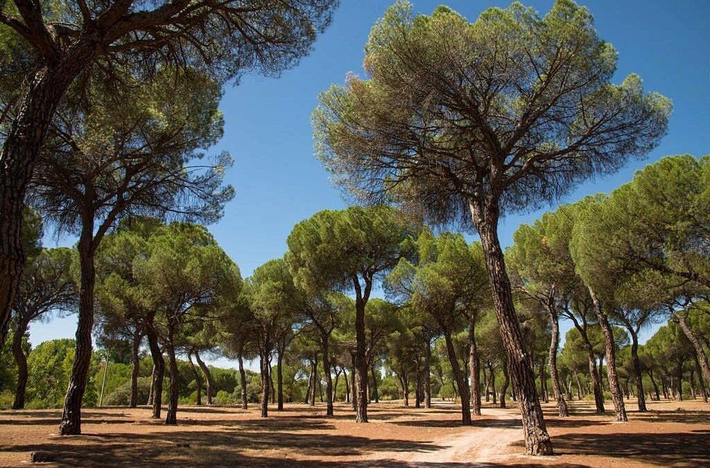 Los Pinares de Aznalcázar
